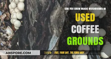 Growing Magic Mushrooms in Used Coffee Grounds: A Viable Method?