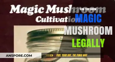 Legal Cultivation of Magic Mushrooms: What You Need to Know