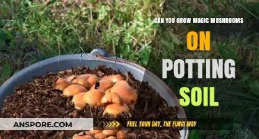 Growing Magic Mushrooms on Potting Soil: Feasibility and Best Practices