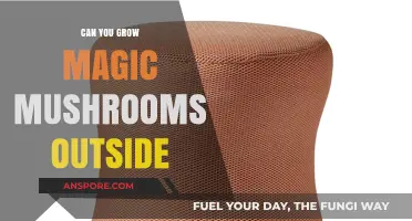 Growing Magic Mushrooms Outdoors: Tips, Challenges, and Legal Considerations
