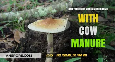 Growing Magic Mushrooms with Cow Manure: A Comprehensive Guide