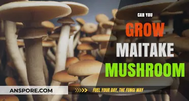 Growing Maitake Mushrooms: A Beginner's Guide to Cultivating Hen of the Woods