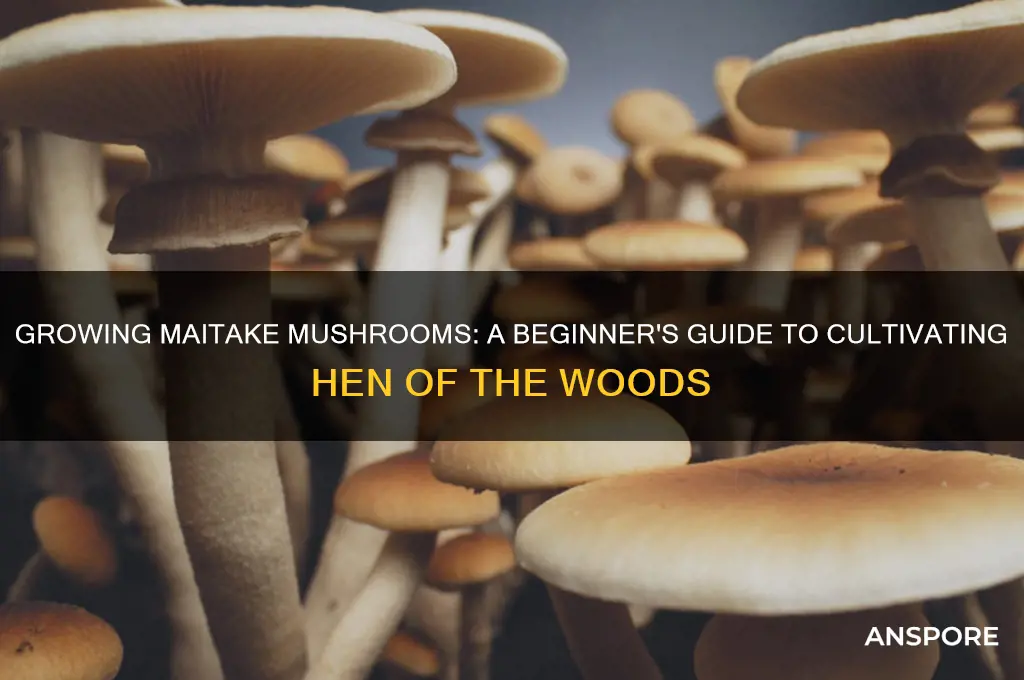 can you grow maitake mushrooms