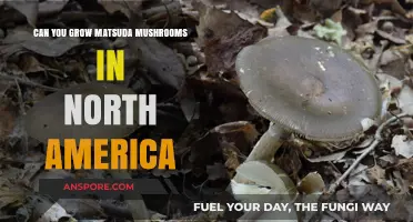 Growing Matsuda Mushrooms in North America: Feasibility and Tips