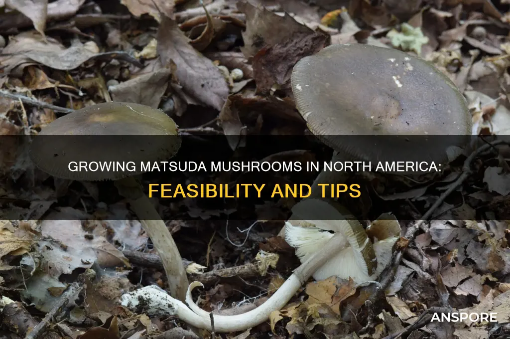can you grow matsuda mushrooms in north america