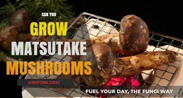 Growing Matsutake Mushrooms: Challenges, Techniques, and Harvesting Tips