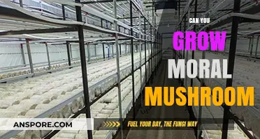 Cultivating Ethical Fungi: Exploring the Morality of Growing Mushrooms