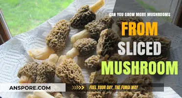 Growing Mushrooms from Slices: A Simple Propagation Technique Explained