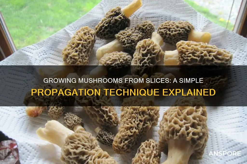 can you grow more mushrooms from sliced mushrooms