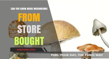 Growing Mushrooms from Store-Bought: A Simple DIY Guide