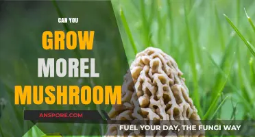 Growing Morel Mushrooms: Tips, Techniques, and Successful Cultivation Secrets