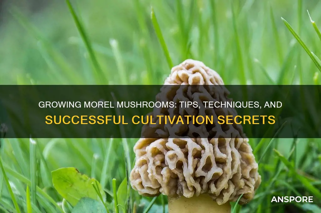 can you grow morel mushroom