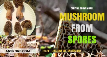 Growing Morel Mushrooms from Spores: A Comprehensive Guide