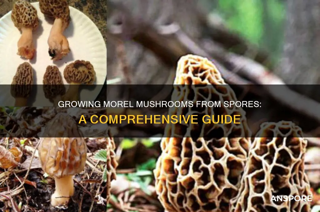 can you grow morel mushrooms from spores