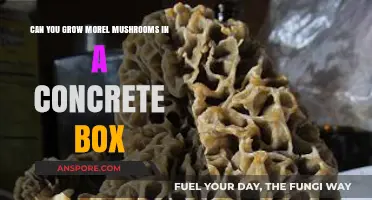 Growing Morel Mushrooms in Concrete Boxes: Is It Possible?