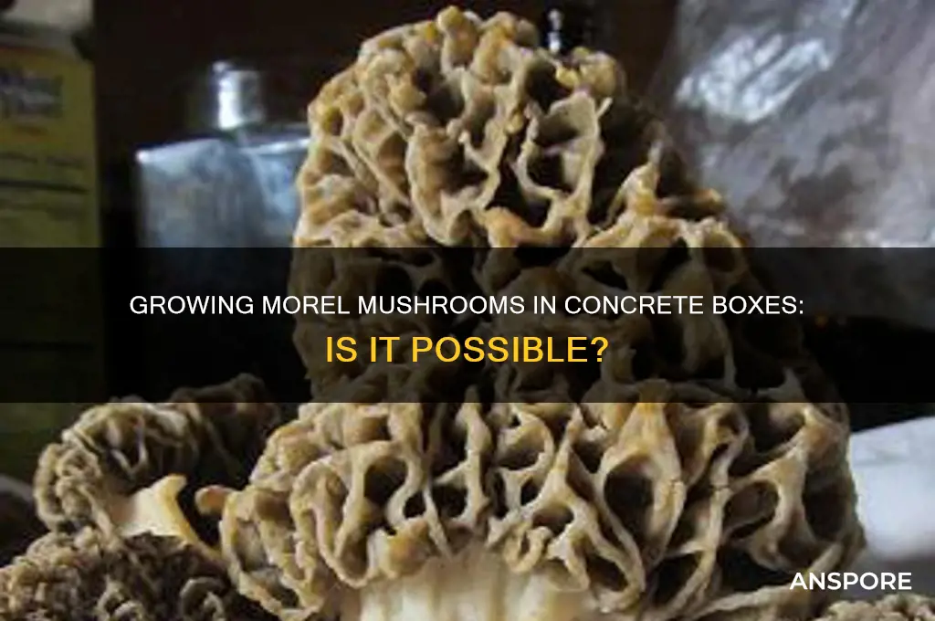 can you grow morel mushrooms in a concrete box