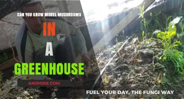 Growing Morel Mushrooms in a Greenhouse: Possibilities and Challenges