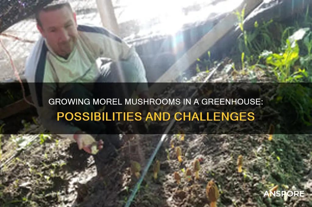 can you grow morel mushrooms in a greenhouse