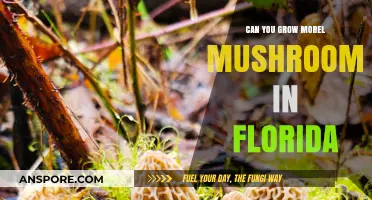Growing Morel Mushrooms in Florida: Challenges and Possibilities Explored