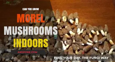 Growing Morel Mushrooms Indoors: Tips, Challenges, and Possibilities