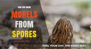 Growing Morels from Spores: Unlocking the Mystery of Cultivation