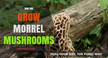 Growing Morels: Tips and Tricks for Cultivating These Elusive Mushrooms