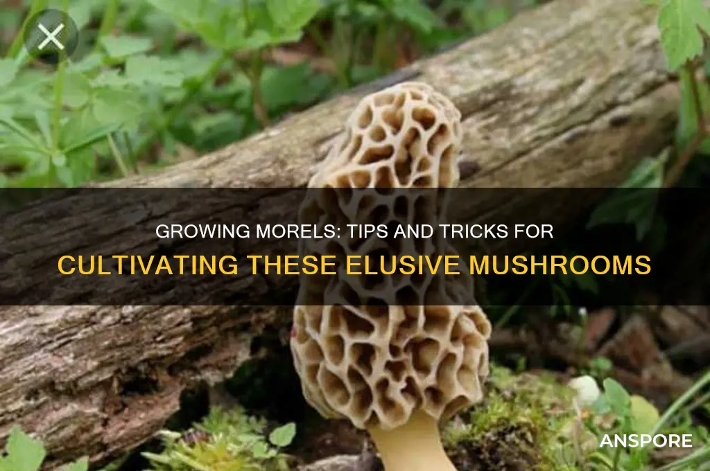 can you grow morrel mushrooms