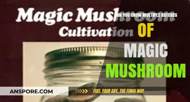 Maximizing Yields: Growing Multiple Magic Mushroom Batches Successfully