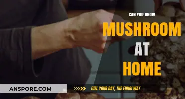 Growing Mushrooms at Home: A Beginner's Guide to Cultivation