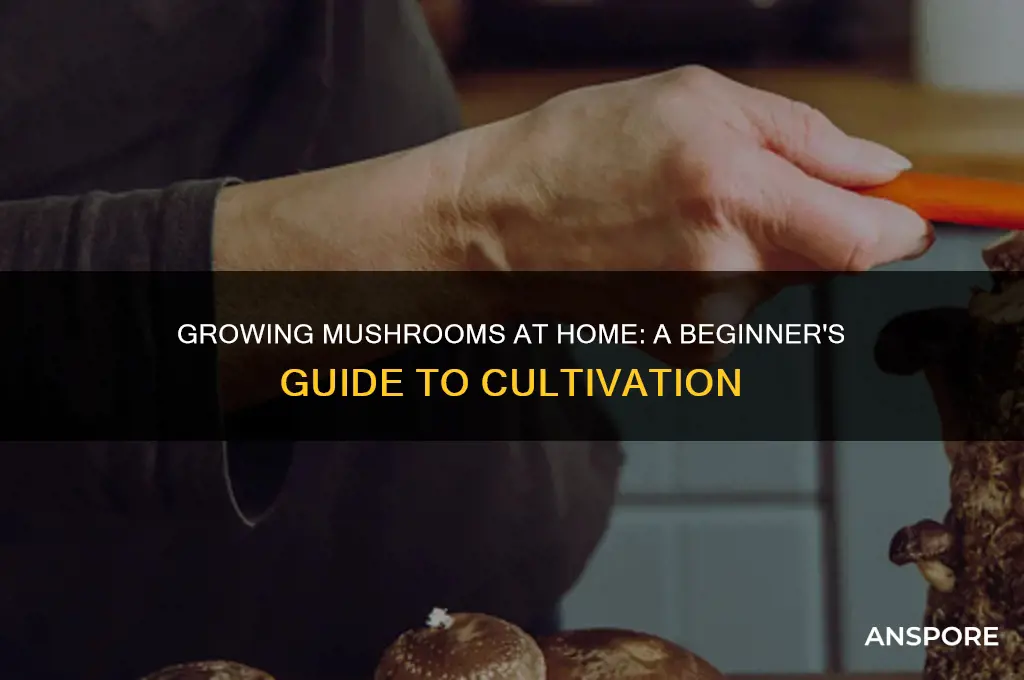 can you grow mushroom at home