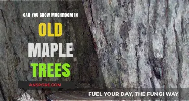 Growing Mushrooms in Old Maple Trees: A Viable Option?