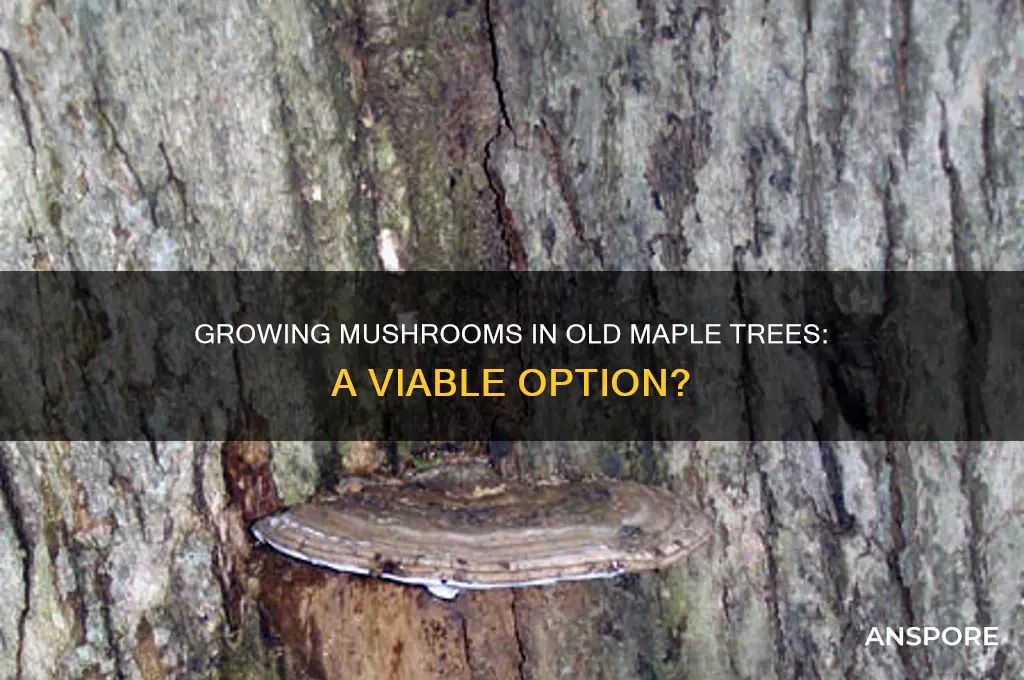 can you grow mushroom in old maple trees