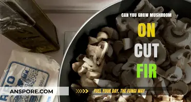 Growing Mushrooms on Cut Fir: A Sustainable Forestry Practice?