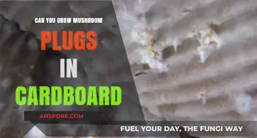 Growing Mushroom Plugs in Cardboard: A Sustainable Cultivation Method