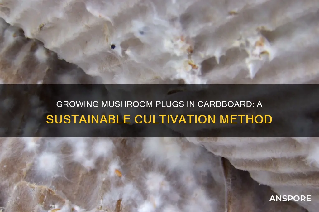 can you grow mushroom plugs in cardboard
