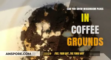 Growing Mushroom Plugs in Coffee Grounds: A Sustainable Cultivation Guide