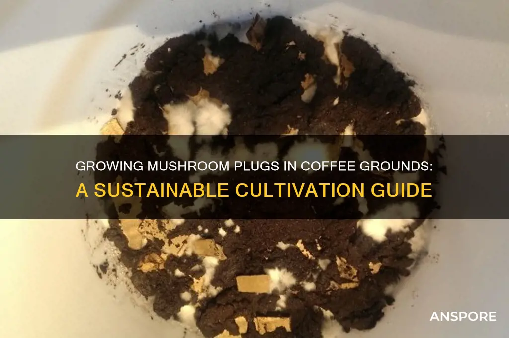 can you grow mushroom plugs in coffee grounds