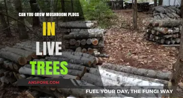 Growing Mushroom Plugs in Live Trees: Feasibility and Best Practices
