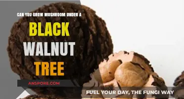 Growing Mushrooms Under Black Walnut Trees: Challenges and Possibilities