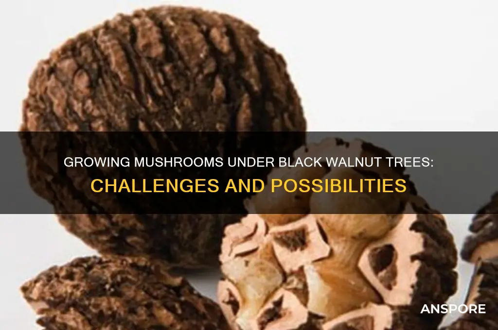 can you grow mushroom under a black walnut tree