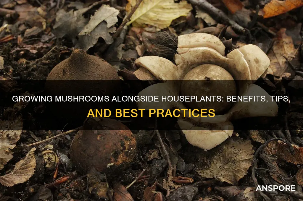can you grow mushrooms around houseplants