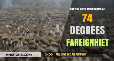 Growing Mushrooms at 74°F: Ideal Conditions for Successful Cultivation