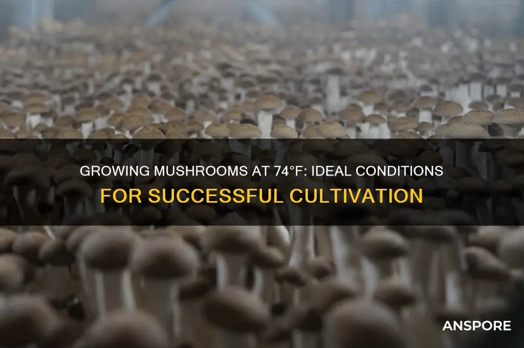 can you grow mushrooms at 74 degrees fareignhiet