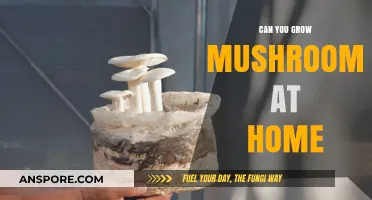 Growing Mushrooms at Home: A Beginner's Guide to Cultivation