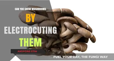 Shocking Truth: Can Electricity Spark Mushroom Growth?