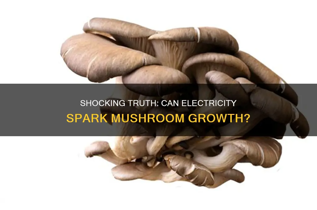 can you grow mushrooms by electrocuting them