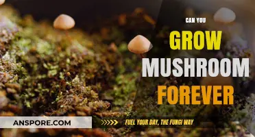 Sustainable Mushroom Cultivation: Can You Grow Mushrooms Indefinitely?