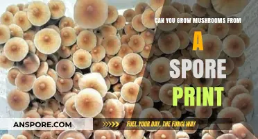Growing Mushrooms from Spore Prints: A Beginner's Guide to Cultivation