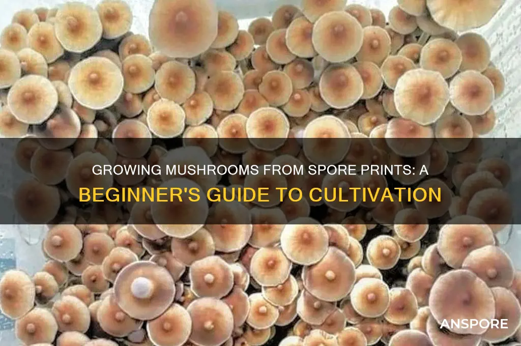 can you grow mushrooms from a spore print