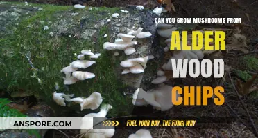 Growing Mushrooms from Alder Wood Chips: A Comprehensive Guide